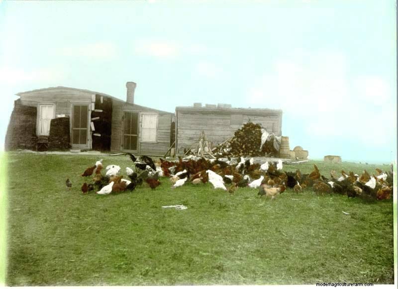 11 Classic Chicken Pics