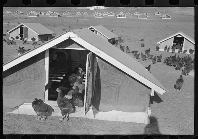 11 Classic Chicken Pics