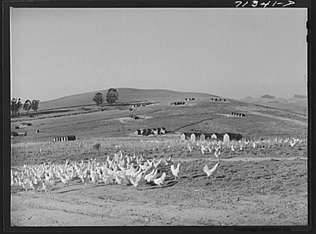 11 Classic Chicken Pics