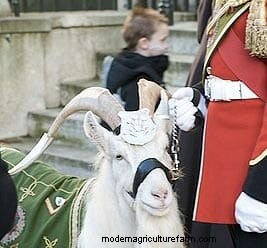 Meet the Goat Who Got Demoted