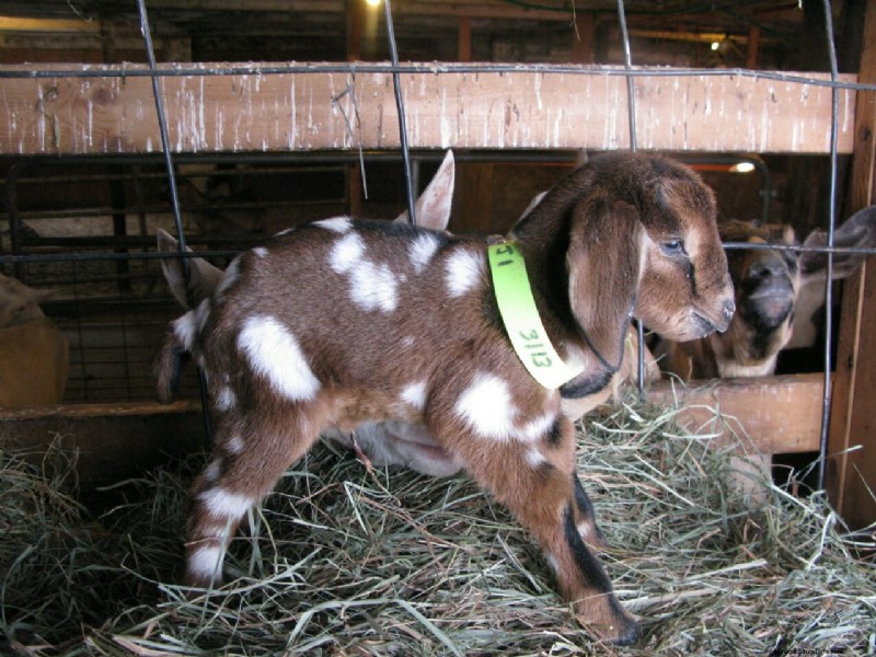 The Beekman Boys: 10 Things I’ve Learned from Goats