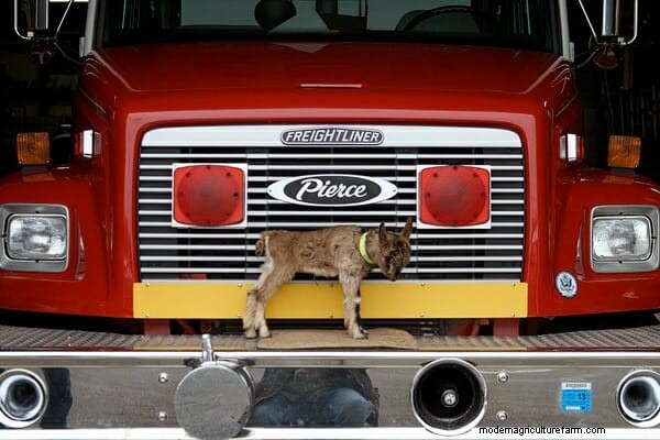 The Beekman Boys: 10 Things I’ve Learned from Goats