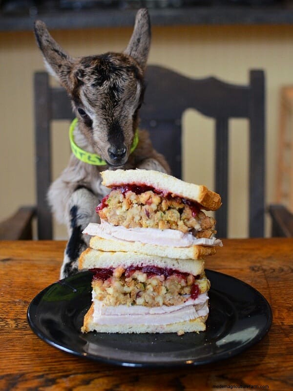 The Beekman Boys: 10 Things I’ve Learned from Goats