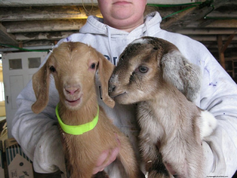 The Beekman Boys: 10 Things I’ve Learned from Goats