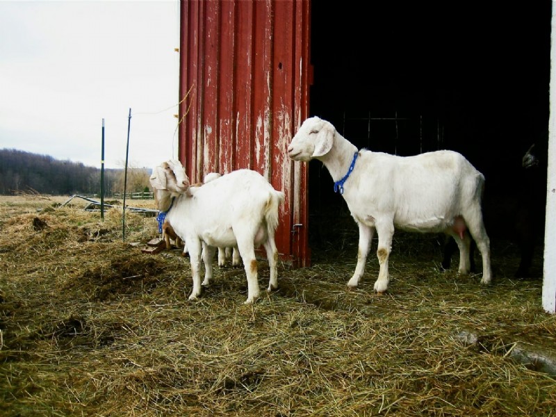 The Beekman Boys: 10 Things I’ve Learned from Goats