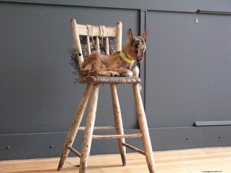 The Beekman Boys: 10 Things I’ve Learned from Goats