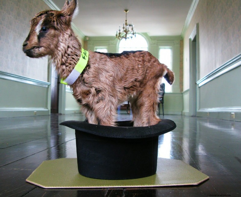 The Beekman Boys: 10 Things I’ve Learned from Goats