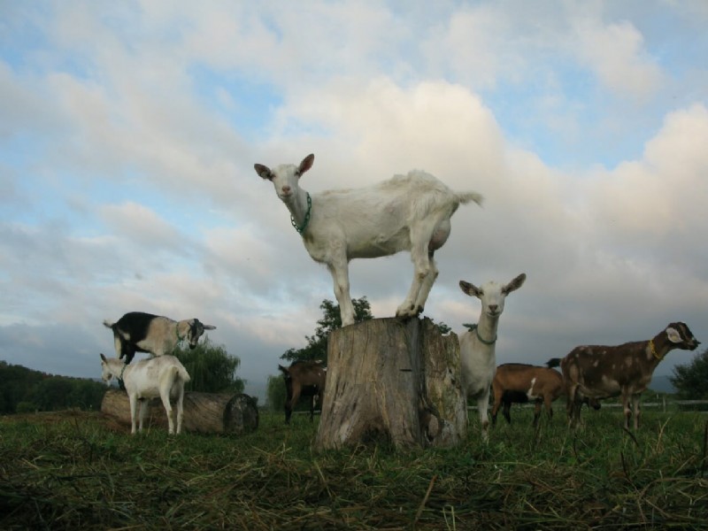 The Beekman Boys: 10 Things I’ve Learned from Goats