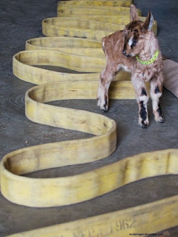 The Beekman Boys: 10 Things I’ve Learned from Goats