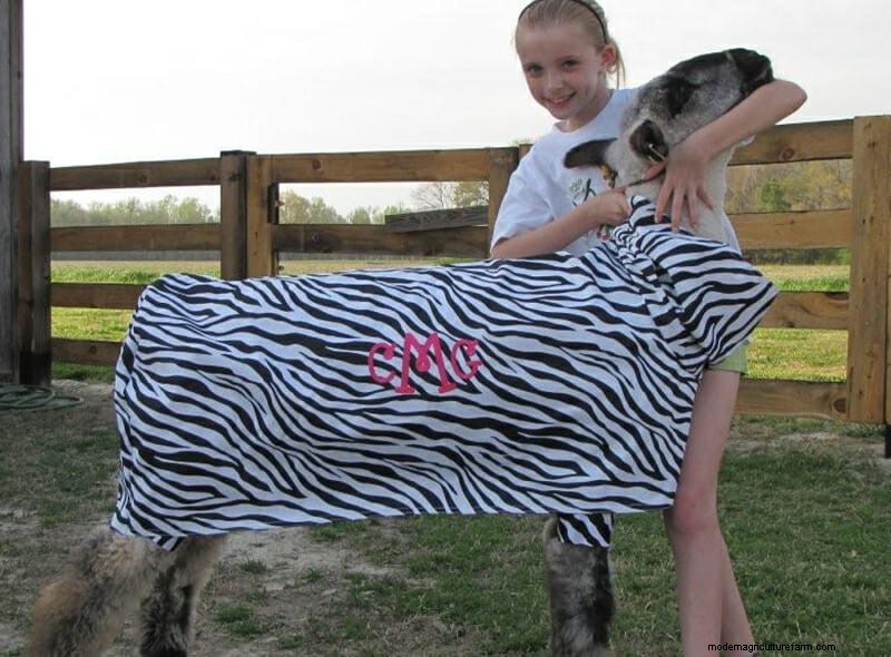 Photo Essay: Lambie Jammies