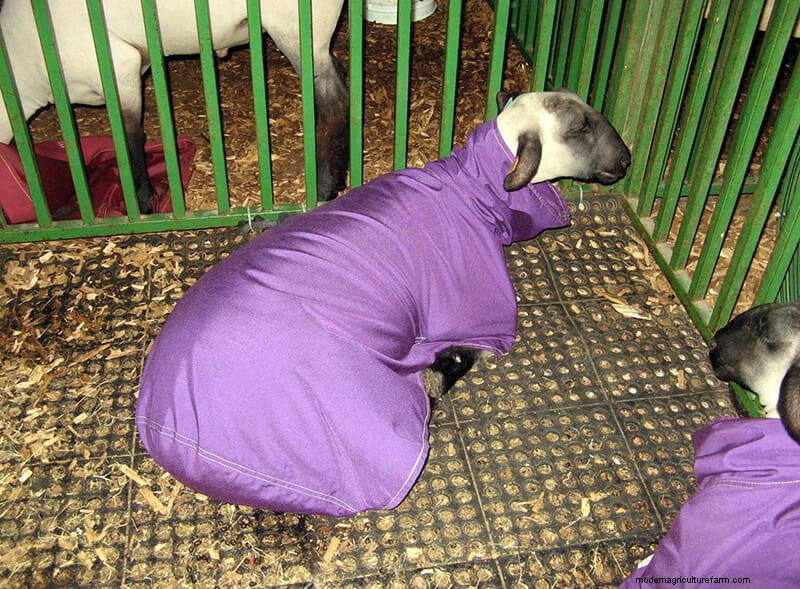 Photo Essay: Lambie Jammies