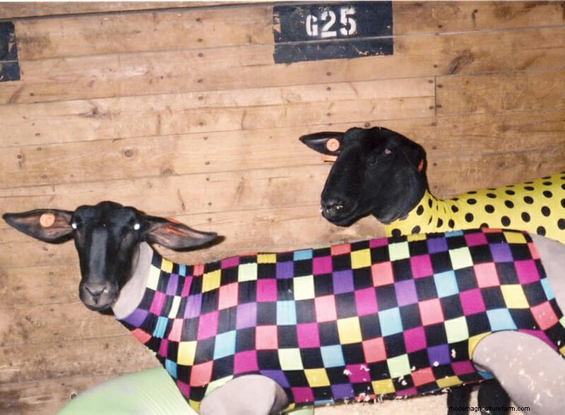 Photo Essay: Lambie Jammies