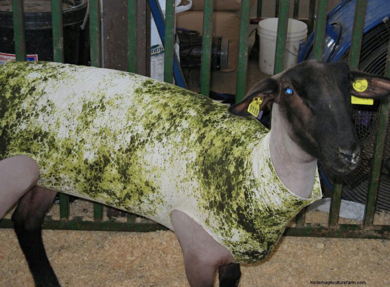 Photo Essay: Lambie Jammies