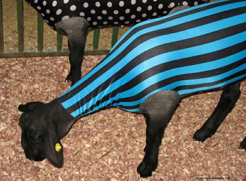 Photo Essay: Lambie Jammies