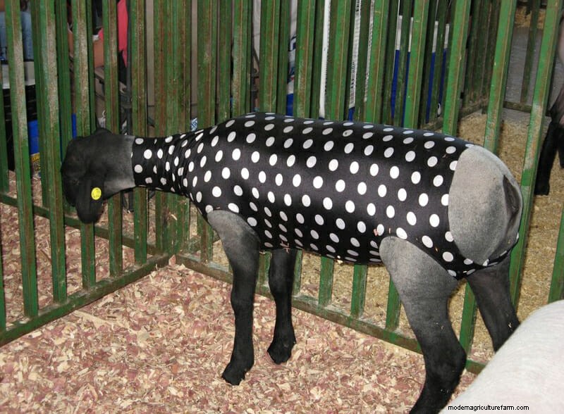 Photo Essay: Lambie Jammies