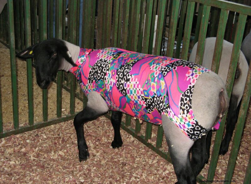 Photo Essay: Lambie Jammies