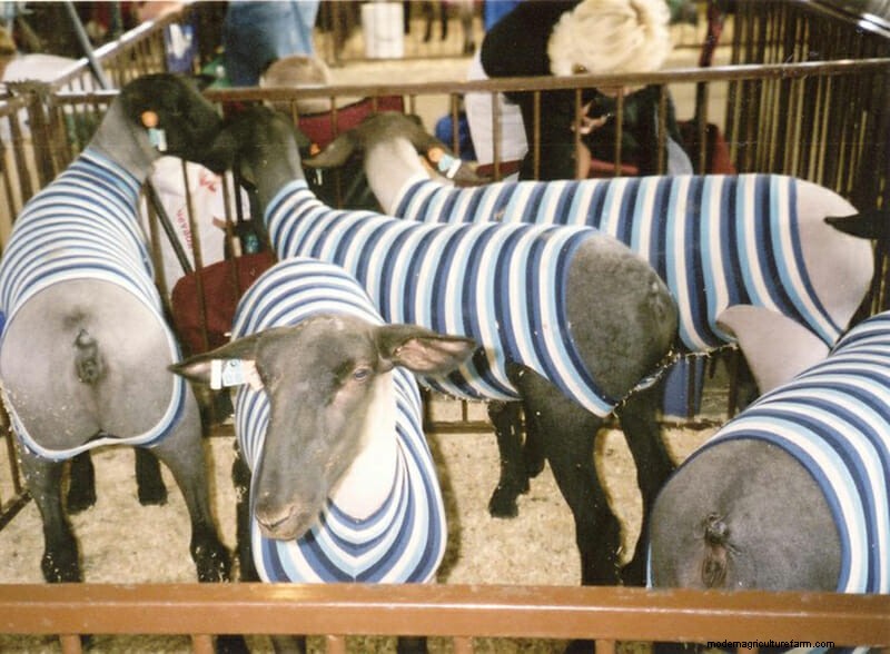 Photo Essay: Lambie Jammies