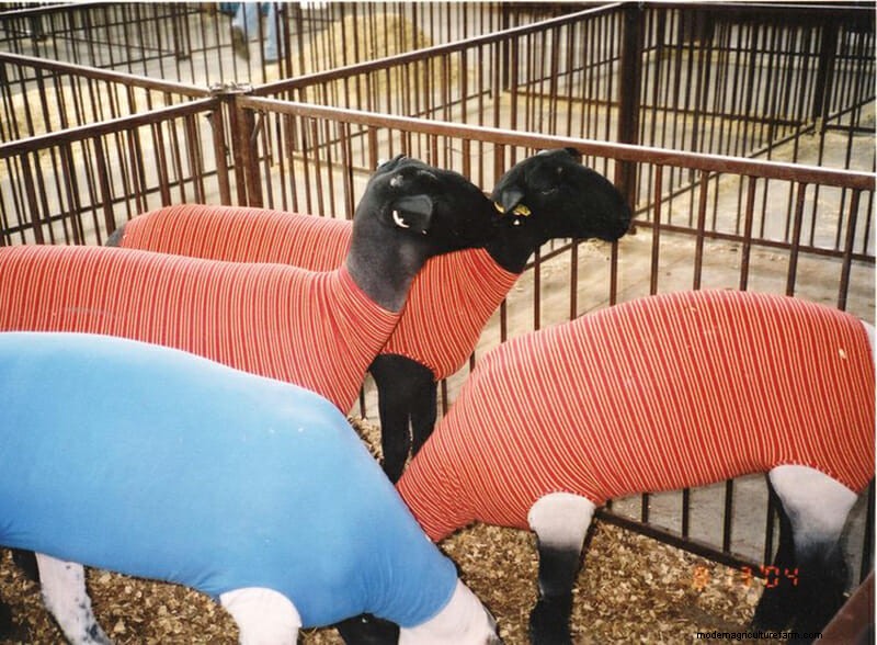 Photo Essay: Lambie Jammies