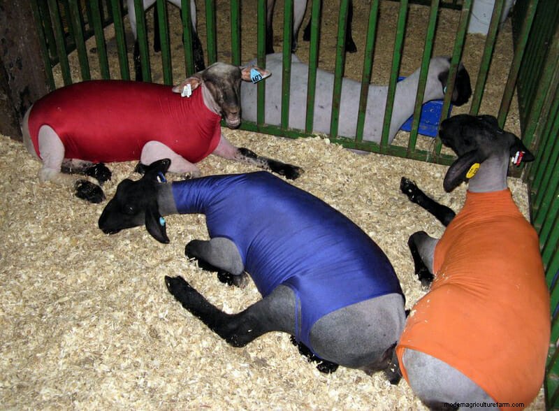 Photo Essay: Lambie Jammies