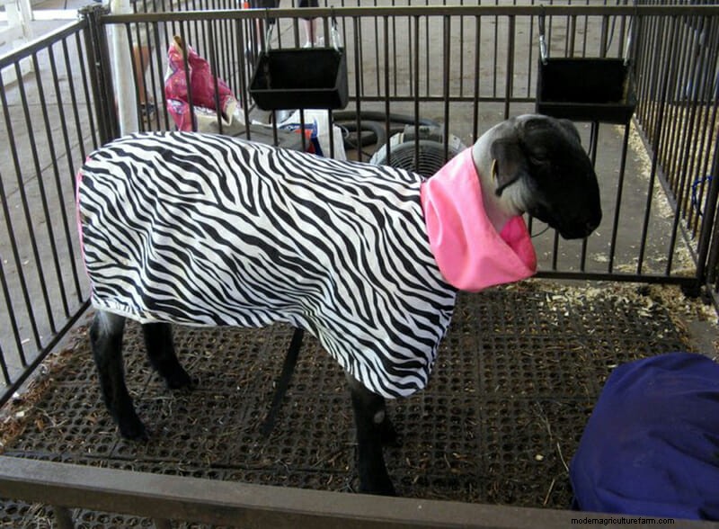 Photo Essay: Lambie Jammies