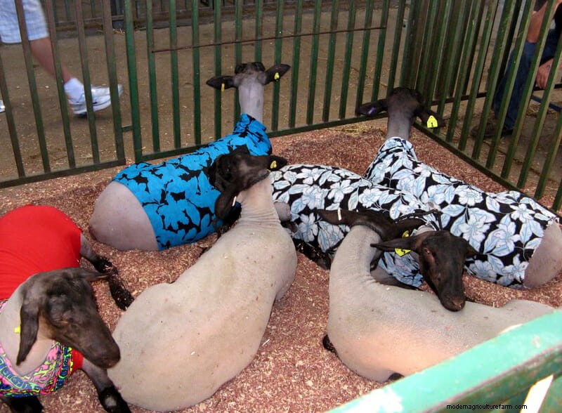 Photo Essay: Lambie Jammies