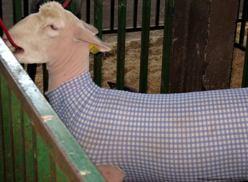 Photo Essay: Lambie Jammies