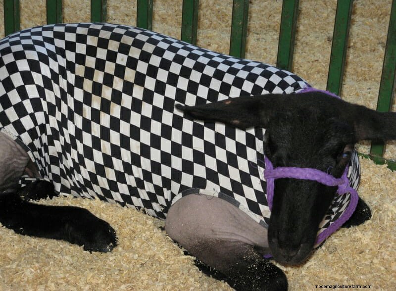 Photo Essay: Lambie Jammies