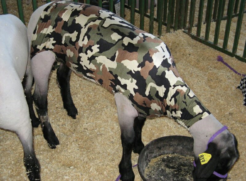 Photo Essay: Lambie Jammies