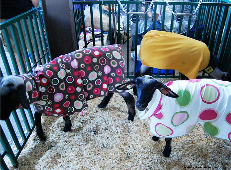 Photo Essay: Lambie Jammies