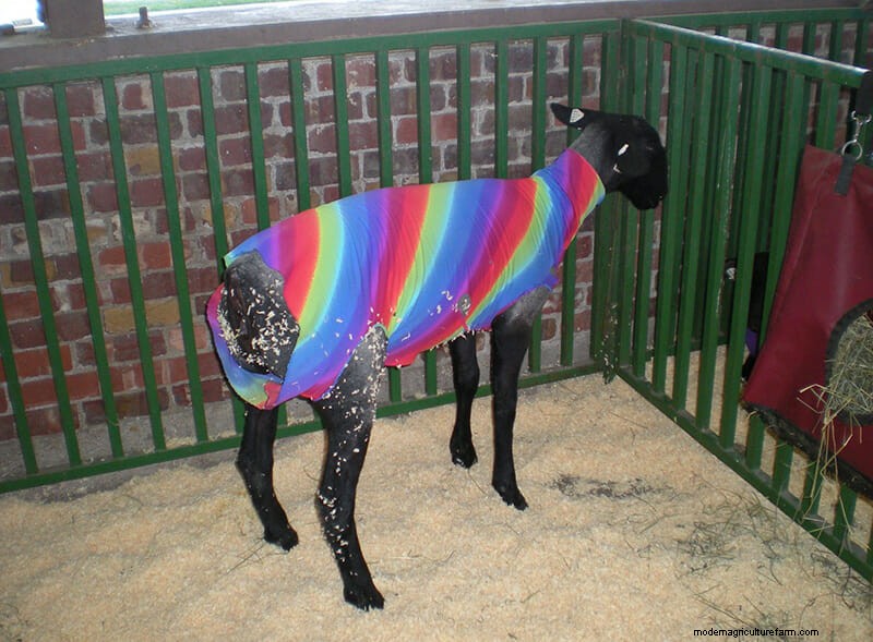 Photo Essay: Lambie Jammies