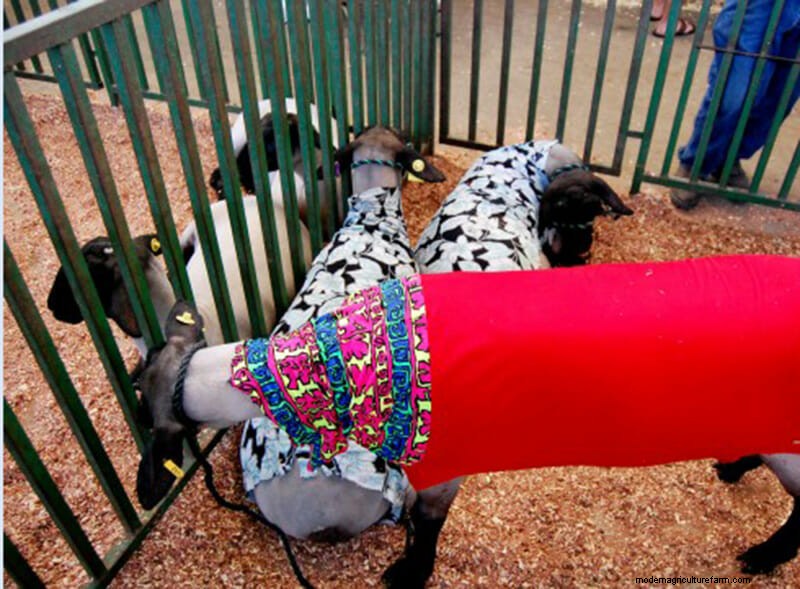 Photo Essay: Lambie Jammies