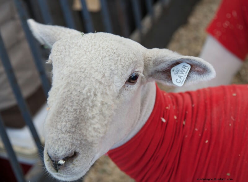 Photo Essay: Lambie Jammies