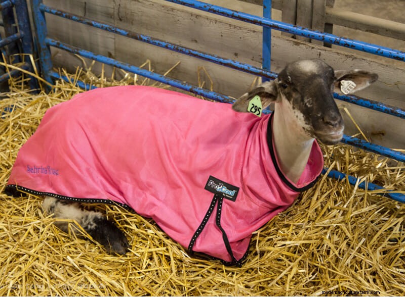 Photo Essay: Lambie Jammies