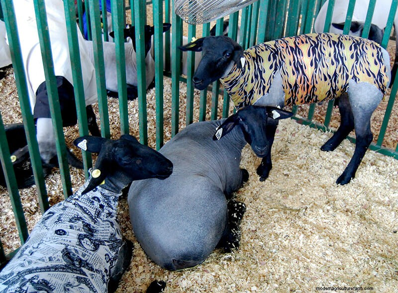 Photo Essay: Lambie Jammies