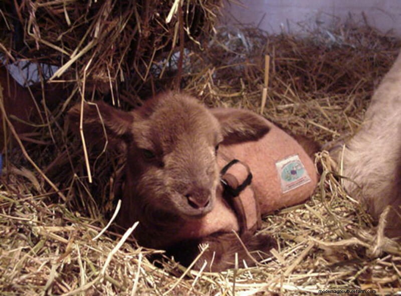 Photo Essay: Lambie Jammies