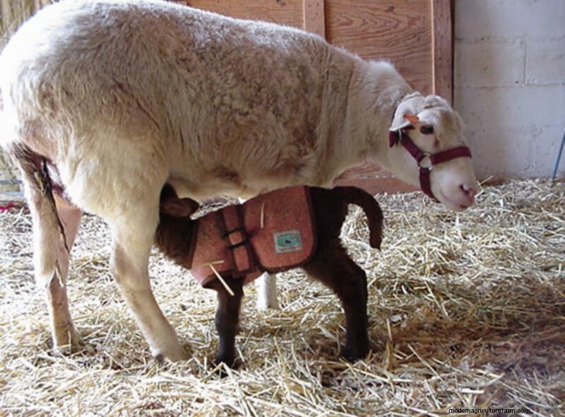 Photo Essay: Lambie Jammies