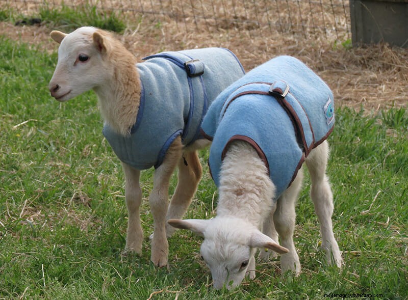 Photo Essay: Lambie Jammies