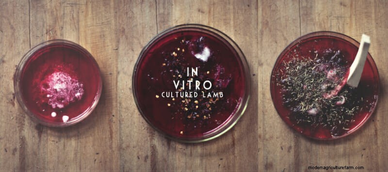 Using Sheep To Test the Boundaries of Science (No Sheep Were Harmed)