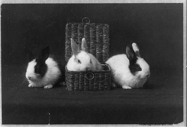11 Vintage Photos of Rascally Rabbits