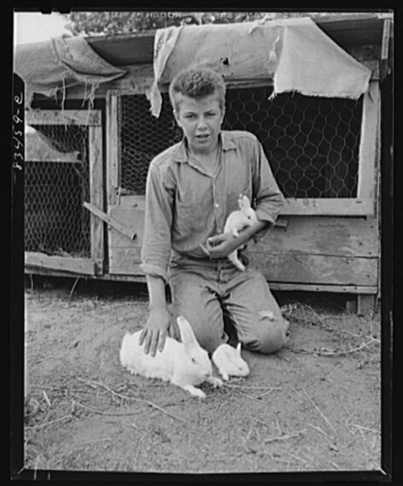 11 Vintage Photos of Rascally Rabbits