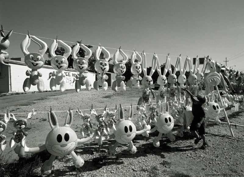 11 Vintage Photos of Rascally Rabbits