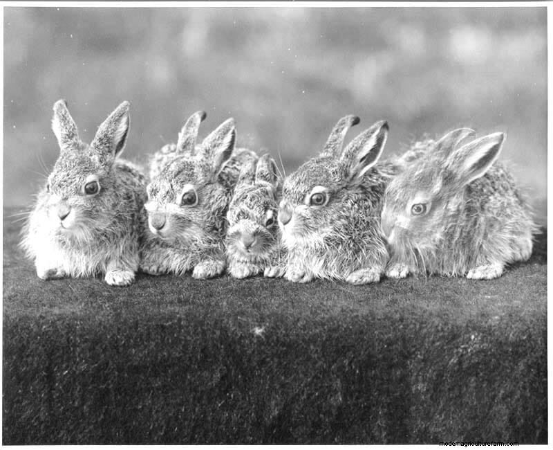 11 Vintage Photos of Rascally Rabbits