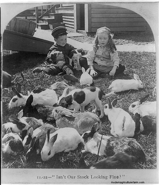 11 Vintage Photos of Rascally Rabbits
