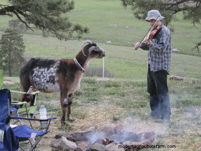 Successful Game Developer: ‘I Owe it All to My Goats’