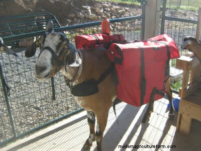 Successful Game Developer: ‘I Owe it All to My Goats’