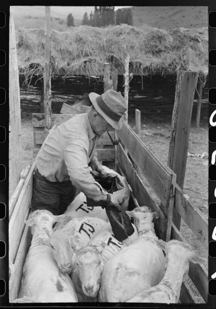 13 Vintage Pictures of Sheep Shearing