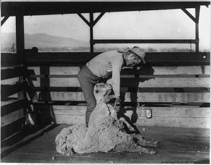 13 Vintage Pictures of Sheep Shearing