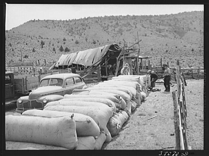 13 Vintage Pictures of Sheep Shearing