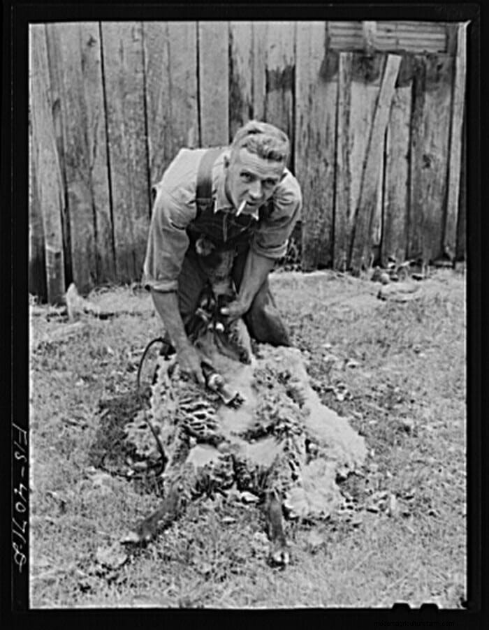 13 Vintage Pictures of Sheep Shearing