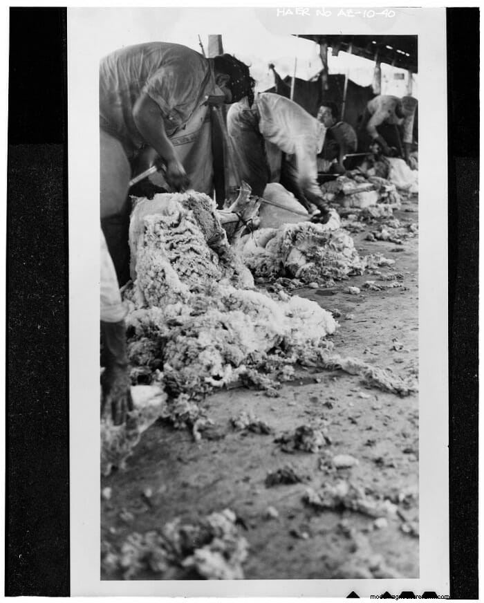 13 Vintage Pictures of Sheep Shearing